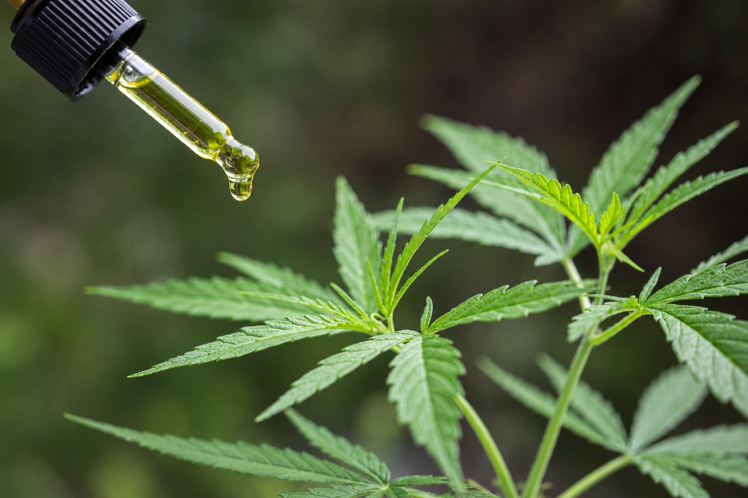 Symbolbild: Medizinalcannabis in Apotheke